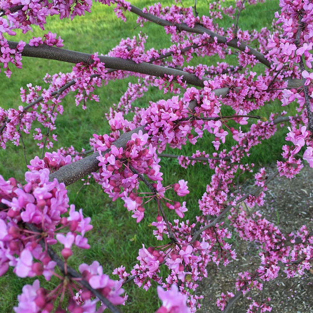 Eastern Redbud, Single Stem #15