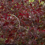 Load image into Gallery viewer, Eastern Redbud, Single Stem Forest Pansy #25
