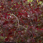 Load image into Gallery viewer, Eastern Redbud, Single Stem Forest Pansy #7
