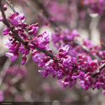 Load image into Gallery viewer, Eastern Redbud, Single Stem Forest Pansy #7
