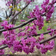 Eastern Redbud, Luscious Lavender #7