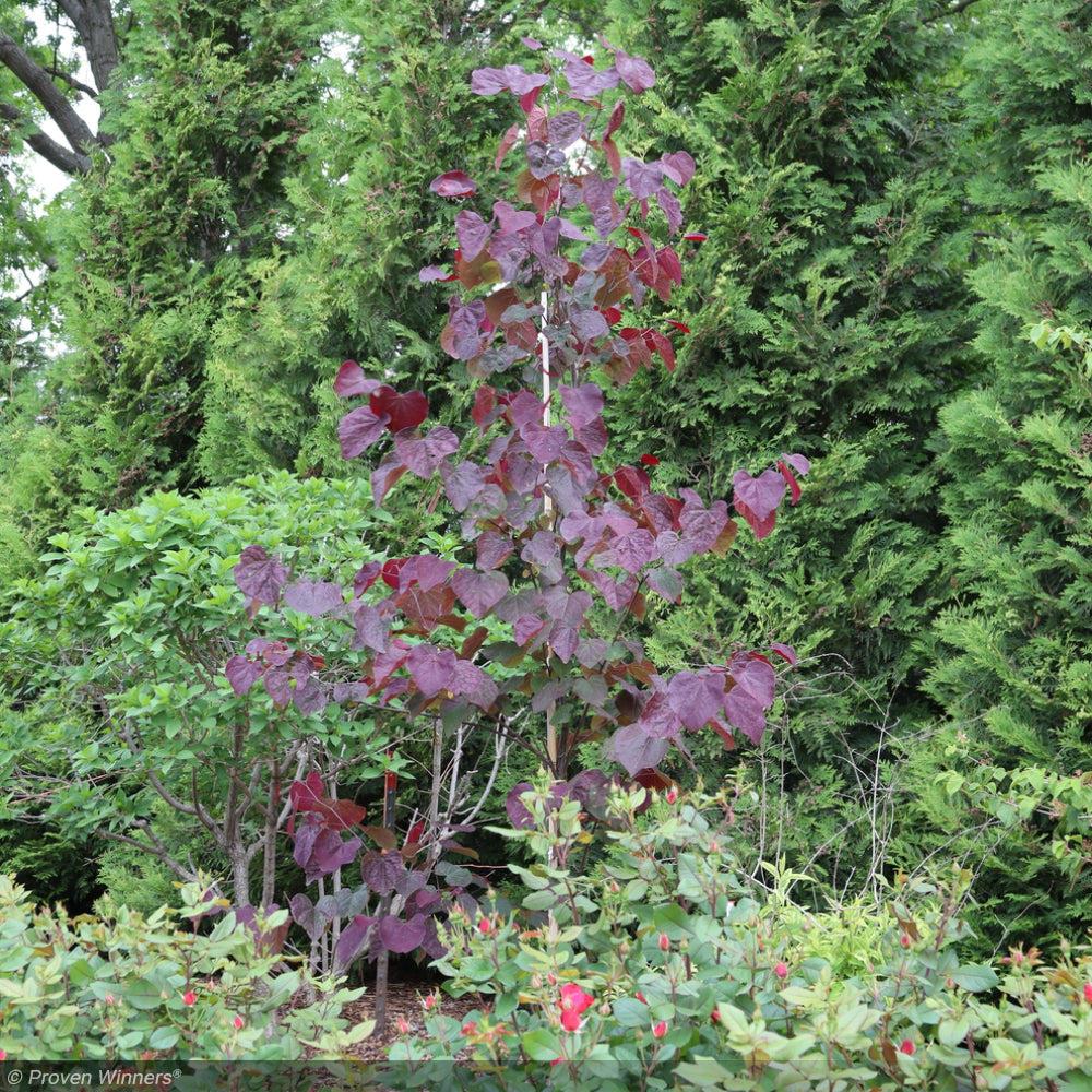 Eastern Redbud, Midnight Express 8'-10' B&B