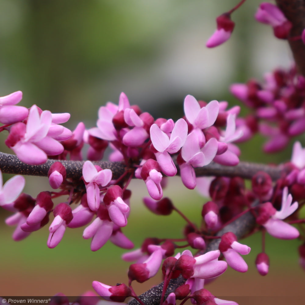 Eastern Redbud, Midnight Express 8'-10' B&B