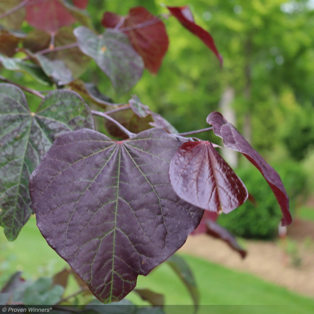 Eastern Redbud, Midnight Express 8'-10' B&B