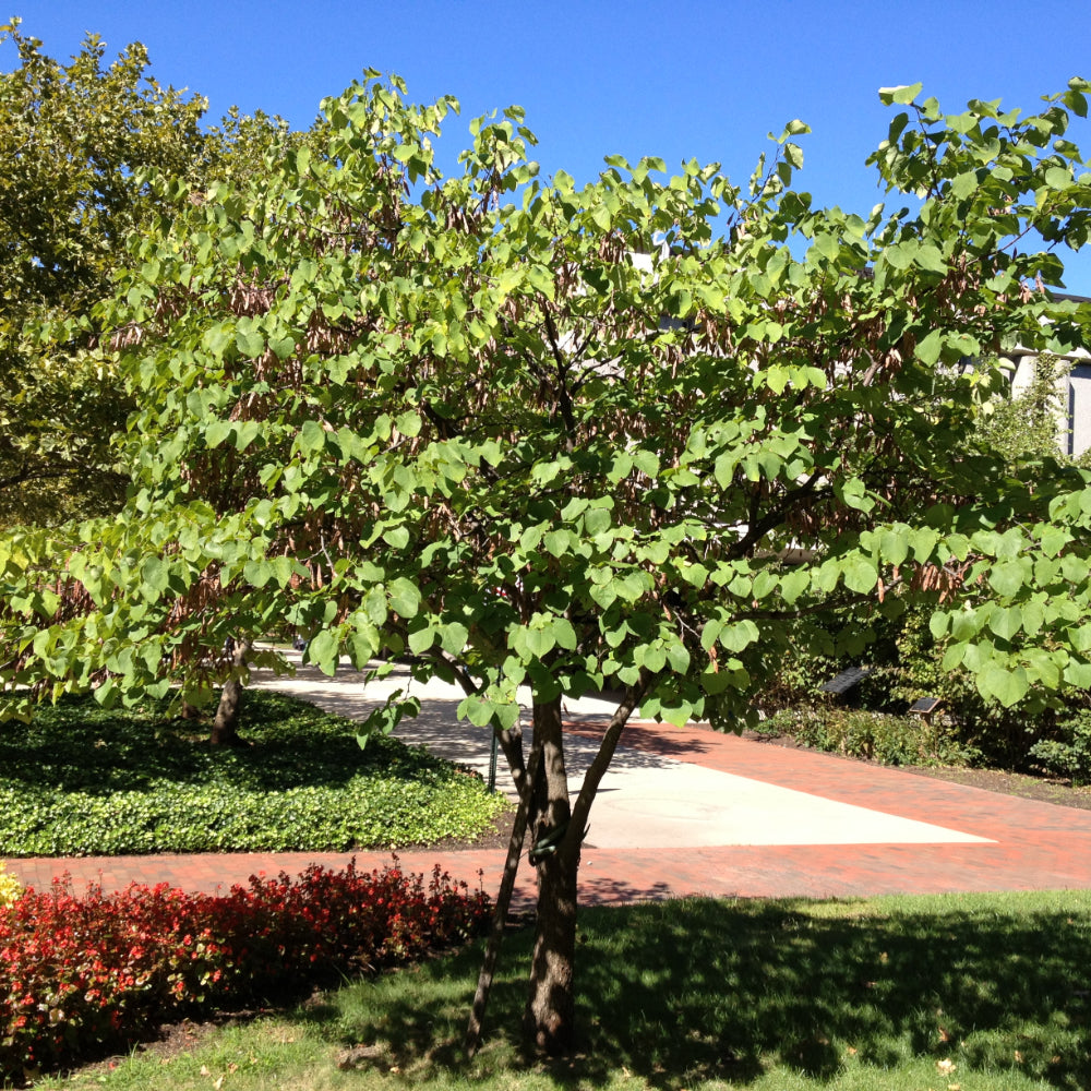 Eastern Redbud, Summer's Tower #10