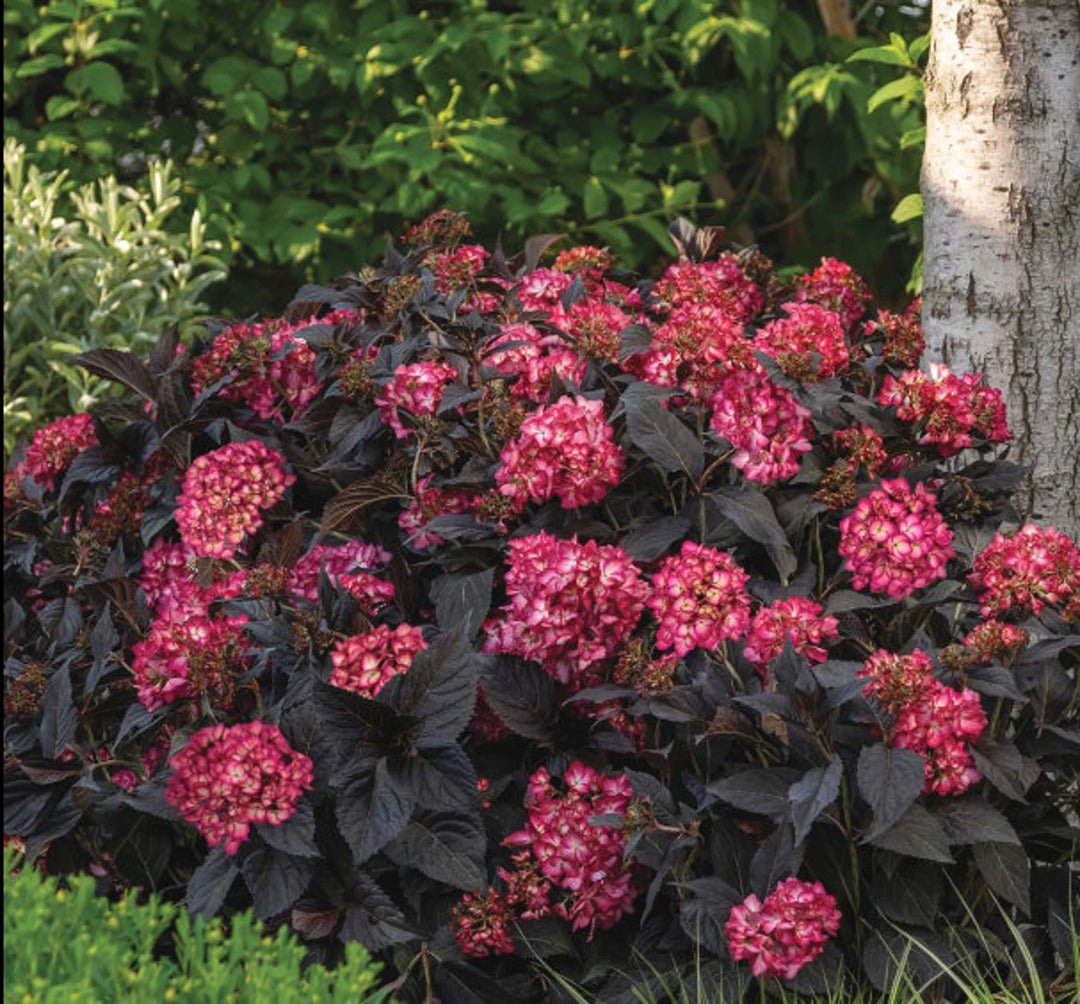 Hydrangea, Eclipse #7