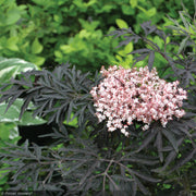 Elderberry, Black Lace #3