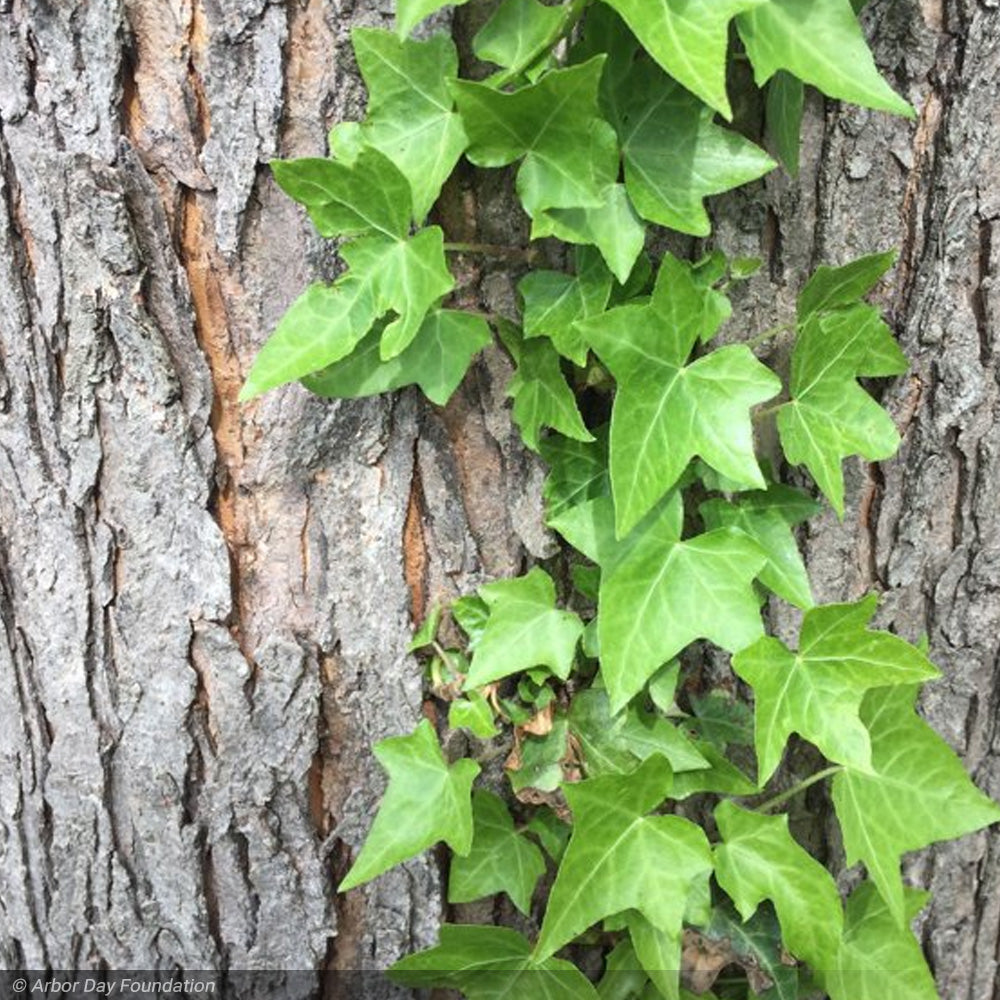 English Ivy 4"