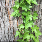Load image into Gallery viewer, English Ivy, Flat