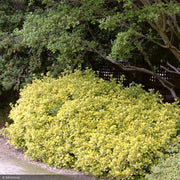 Euonymus, Golden #3