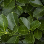 Load image into Gallery viewer, Euonymus, Manhattan #3
