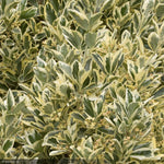 Load image into Gallery viewer, Euonymus, Silver King #3