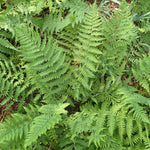 Load image into Gallery viewer, Fern, Dixie Wood Fern #2
