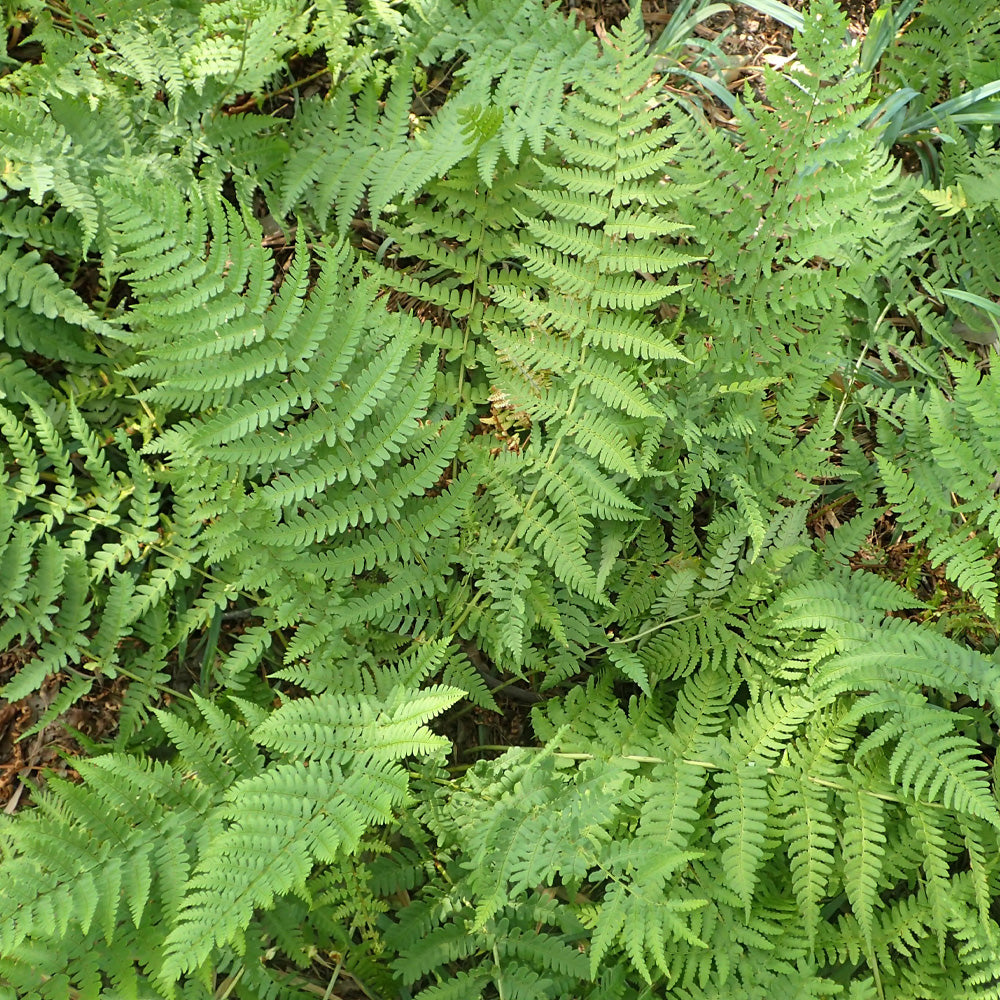 Fern, Dixie Wood Fern #2