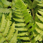 Load image into Gallery viewer, Fern, Dixie Wood Fern #2
