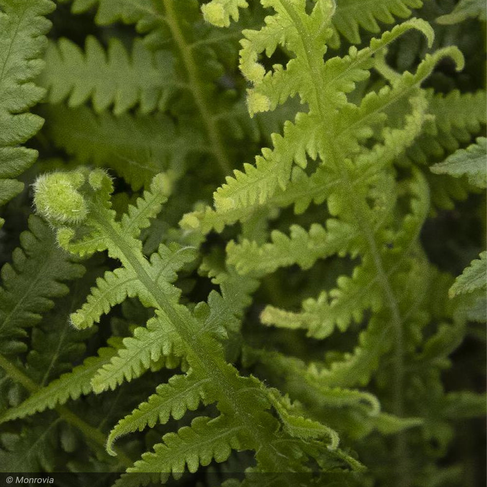 Fern, Japanese Beech #1