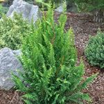 Load image into Gallery viewer, Cypress, Fernleaf Hinoki #5
