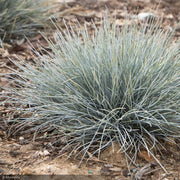 Fescue Grass, Elijah Blue #1