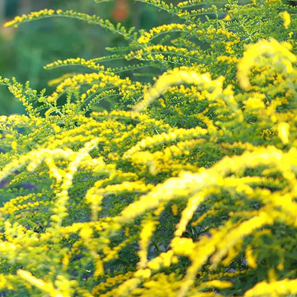 Goldenrod, Fireworks #1