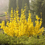 Load image into Gallery viewer, Forsythia, Magical Gold #2
