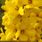 Forsythia, Magical Gold #3