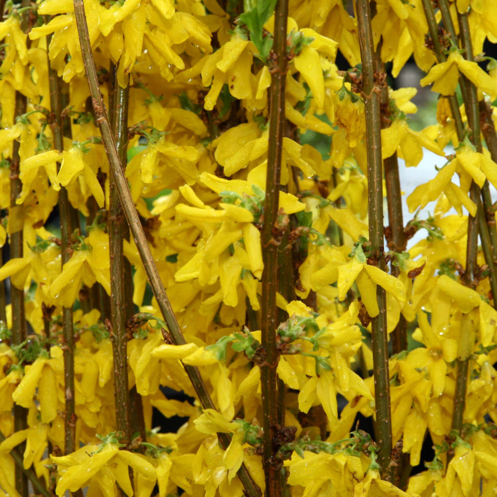 Forsythia, Showy Border #3