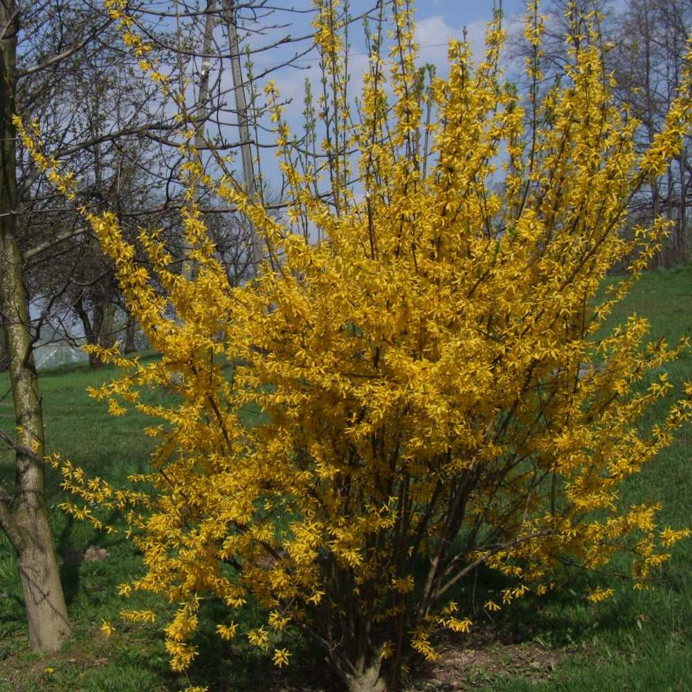 Forsythia, Showy Border #3