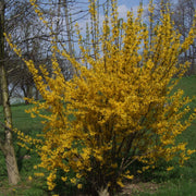 Forsythia, Showy Border #3