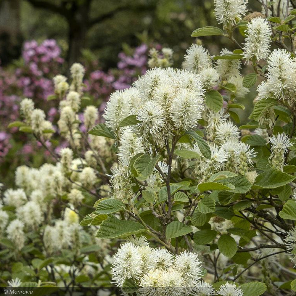 Fothergilla, Mount Airy #2