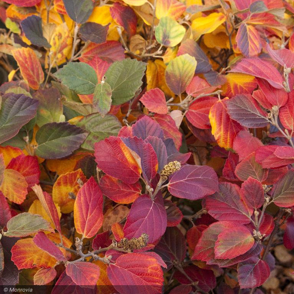 Fothergilla, Mount Airy #2