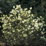 Load image into Gallery viewer, Fothergilla, Mount Airy #2
