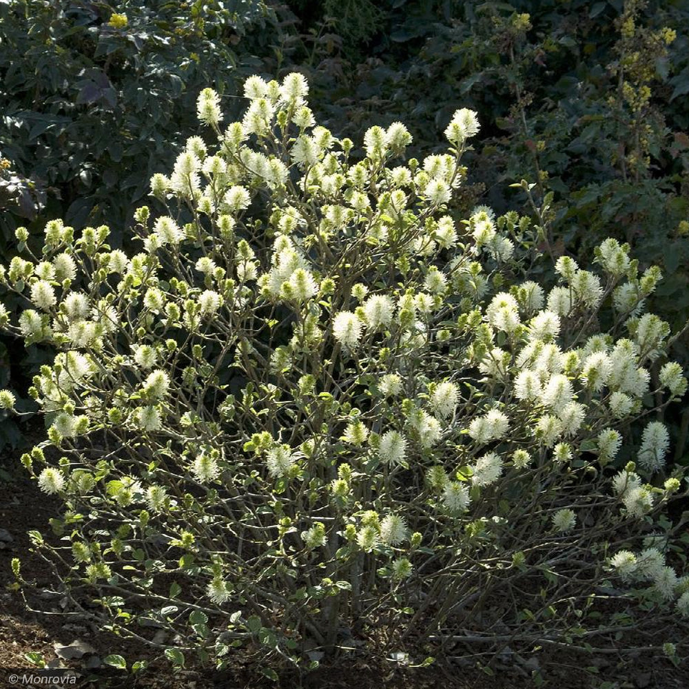 Fothergilla, Mount Airy #2