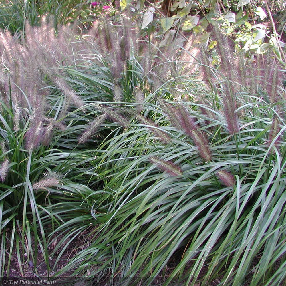 Fountain Grass, Black Moudry #1