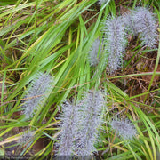 Fountain Grass, Black Moudry #1
