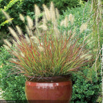 Load image into Gallery viewer, Fountain Grass, Dwarf Burgundy Bunny