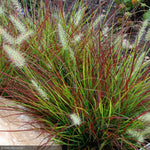 Load image into Gallery viewer, Fountain Grass, Dwarf Burgundy Bunny