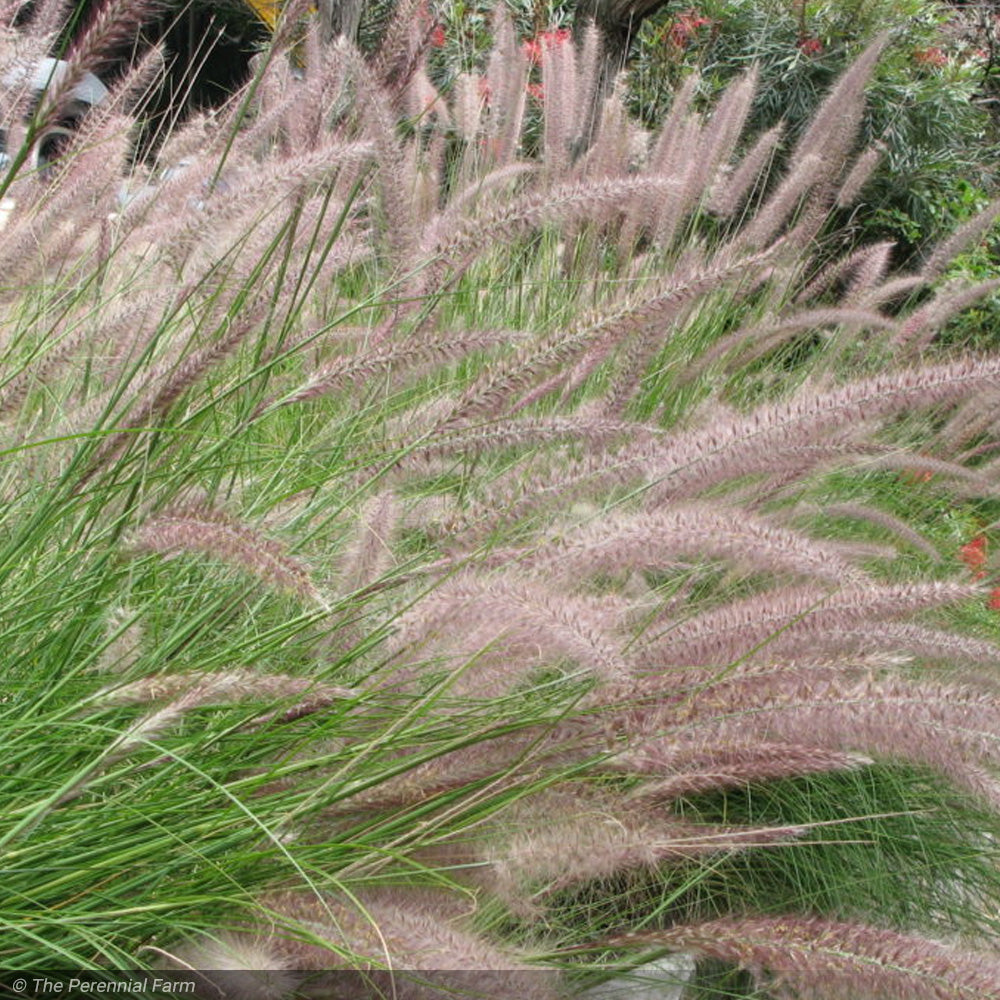 Fountain Grass, Cassian #3