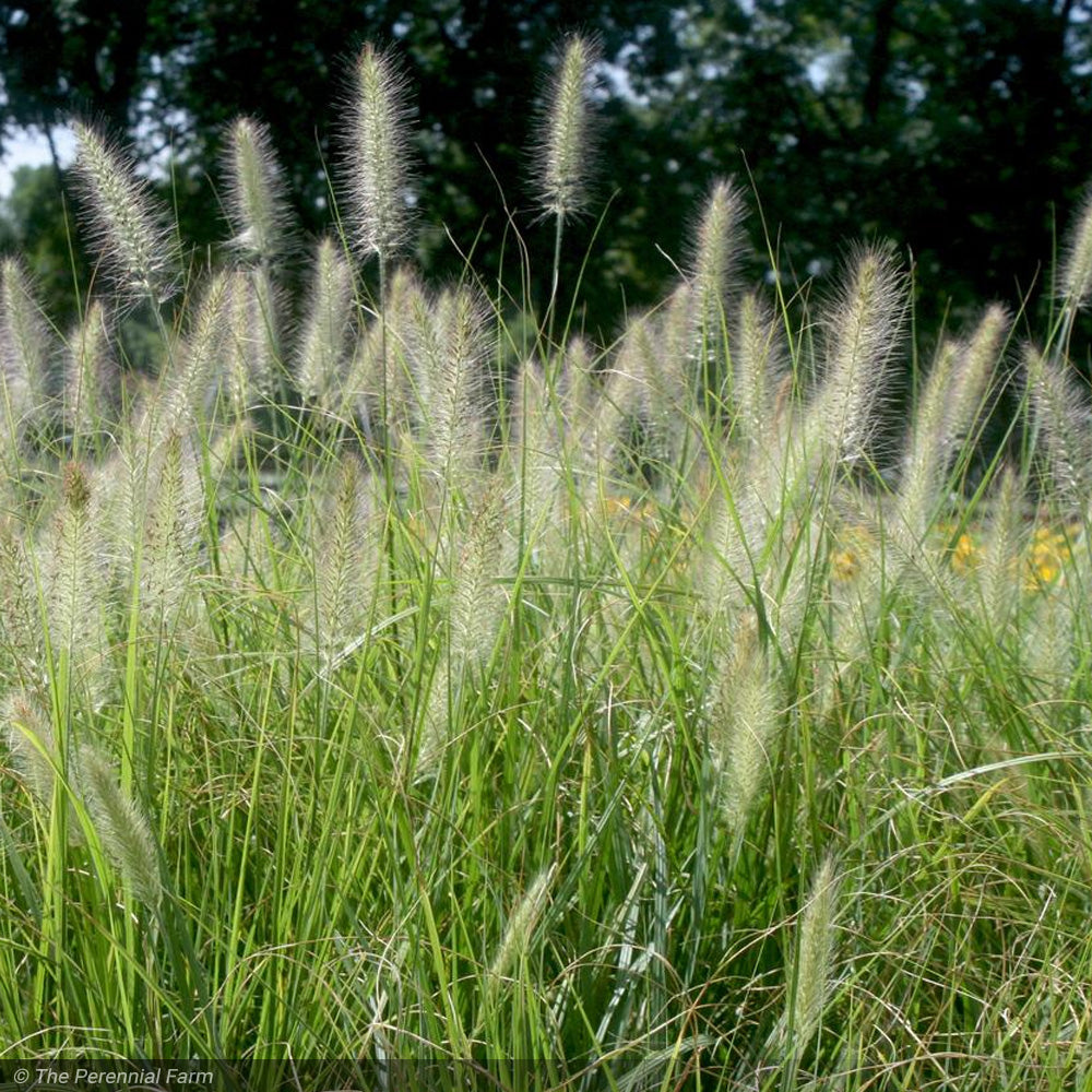Fountain Grass, Cassian #1