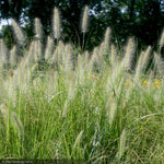 Load image into Gallery viewer, Fountain Grass, Cassian #3
