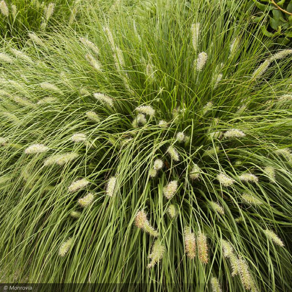 Fountain Grass, Hameln #1