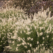 Fountain Grass, Little Bunny #1