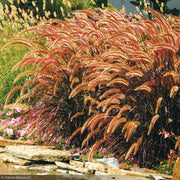 Fountain Grass, Rubrum #1
