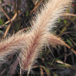 Load image into Gallery viewer, Fountain Grass, Rubrum #1
