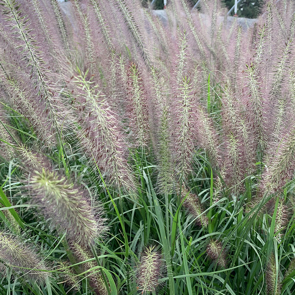 Fountain Grass, Red Head #3