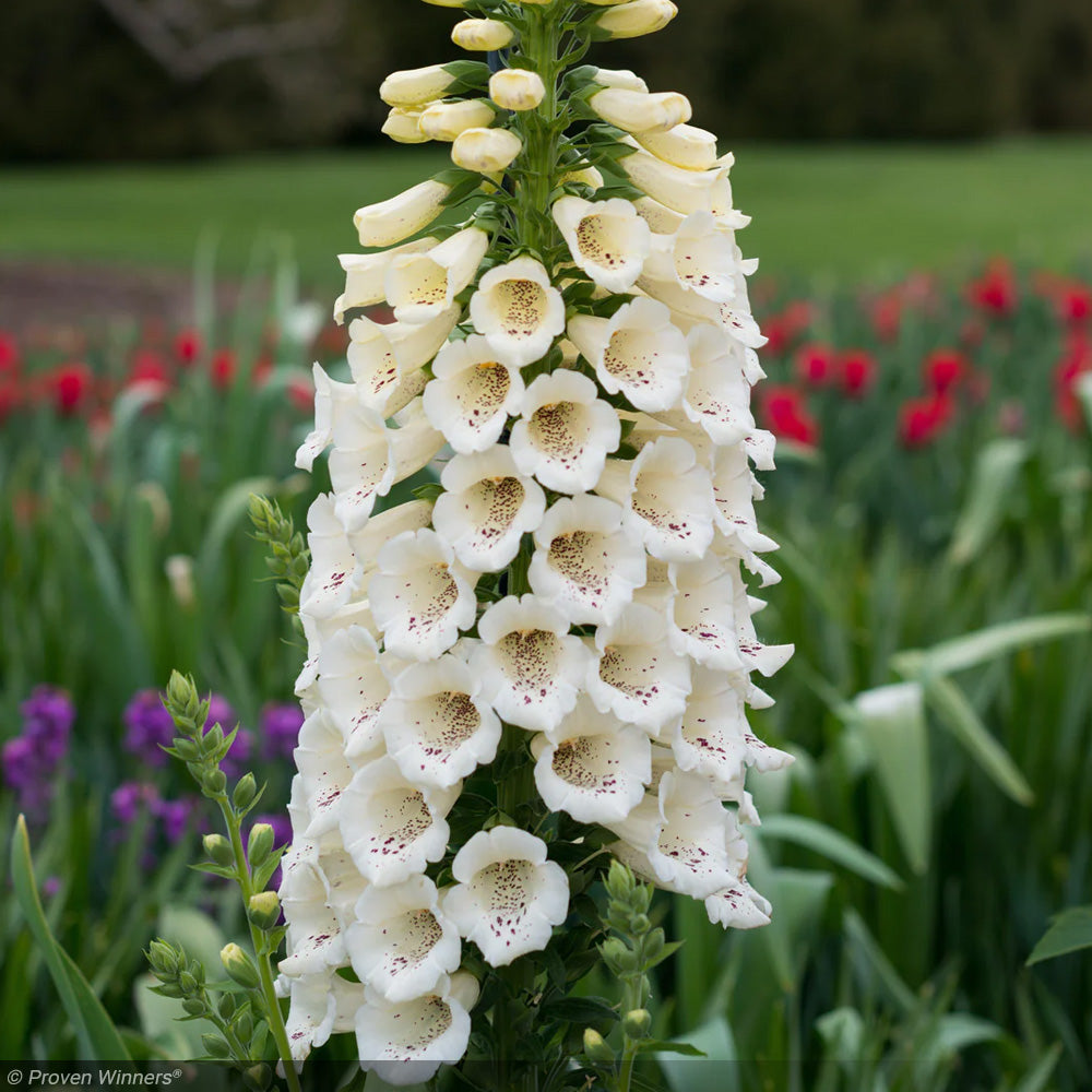 Foxglove, Candy Mountain, White #1