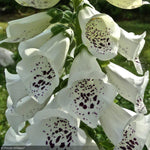 Load image into Gallery viewer, Foxglove, Candy Mountain, White #1
