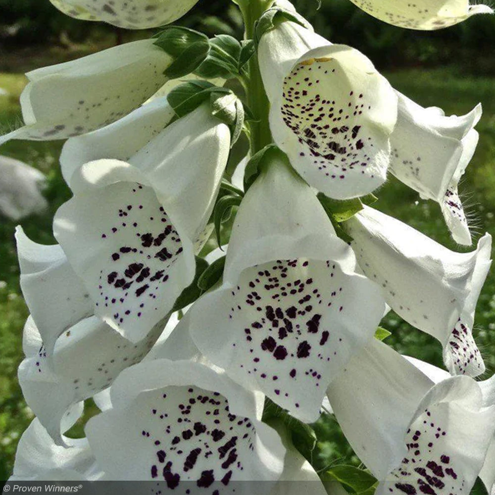 Foxglove, Candy Mountain, White #1