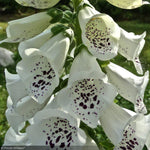 Load image into Gallery viewer, Foxglove, Candy Mountain White #2
