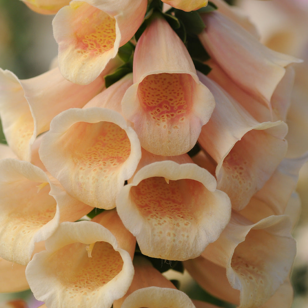 Foxglove, Dalmatian Peach #1