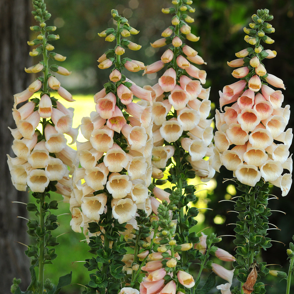 Foxglove, Dalmatian Peach #1